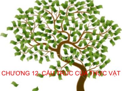 Bài giảng môn Sinh học đại cương - Phần 3: Thực vật - Chương 12: Cấu trúc của thực vật - Võ Thanh Phúc